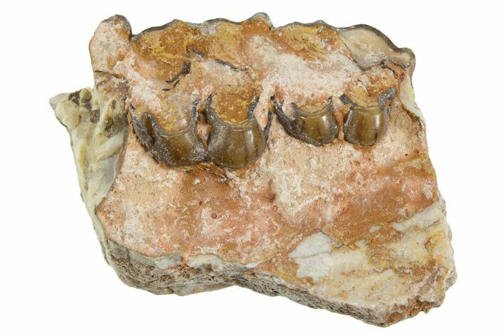 Fossil Horse (Mesohippus) Jaw Section - South Dakota #365177